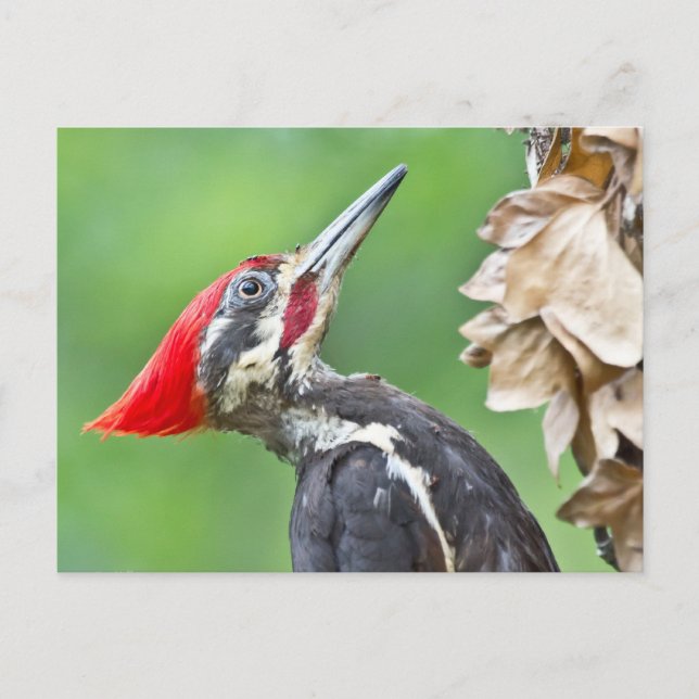 Juvenile Pileated Woodpecker Profile Gifts Apparel Postcard (Front)