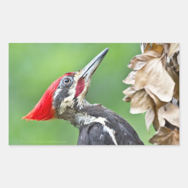 Juvenile Pileated Woodpecker Profile Gifts Apparel Sticker (Front)