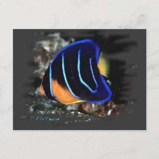 Juvenile Queen Angelfish Postcard