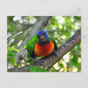 Juvenile Rainbow Lorikeet Postcard