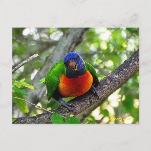 Juvenile Rainbow Lorikeet Postcard (Front)