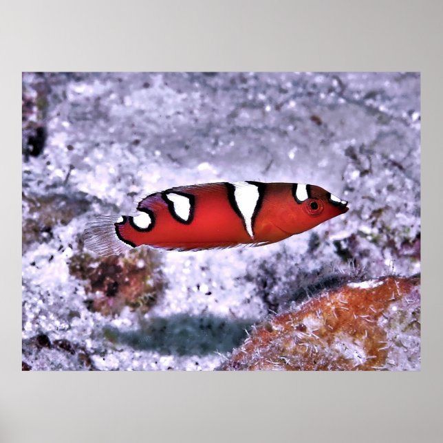 Juvenile Red Coris Wrasse Poster (Front)