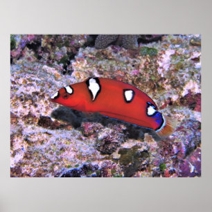 Juvenile Red Coris Wrasse-Raja Ampat Poster