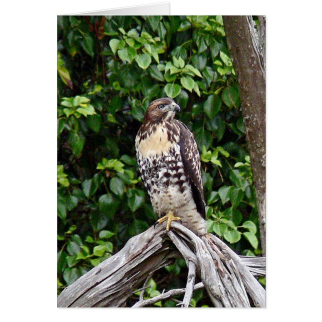 Juvenile red-tailed hawk (Front)