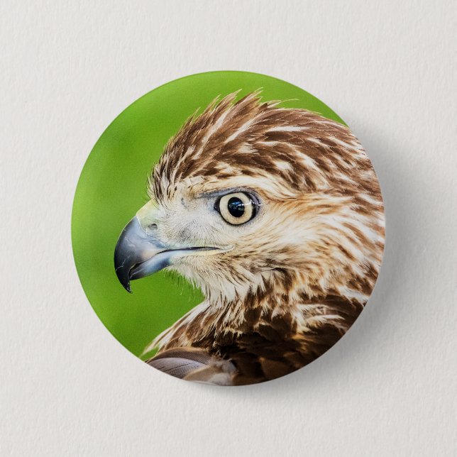 Juvenile Red Tailed Hawk 2 Inch Round Button (Front)