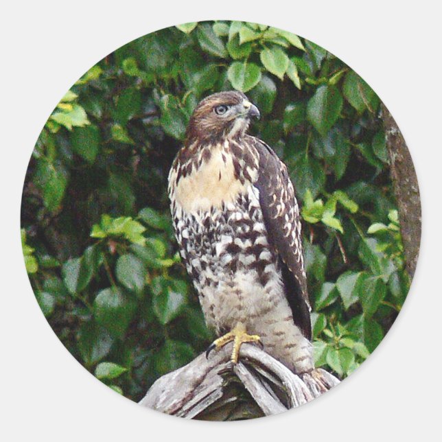 Juvenile red-tailed hawk classic round sticker (Front)