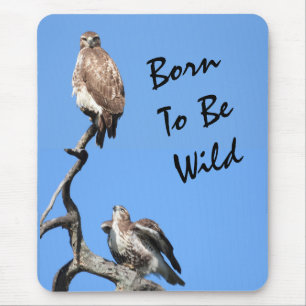 Juvenile Red Tailed Hawk composite Mouse Pad