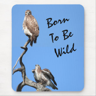 Juvenile Red Tailed Hawk composite Mouse Pad