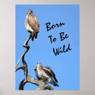 Juvenile Red Tailed Hawk composite  Poster