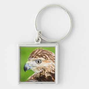 Juvenile Red Tailed Hawk Keychain