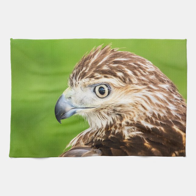 Juvenile Red Tailed Hawk Kitchen Towel (Horizontal)