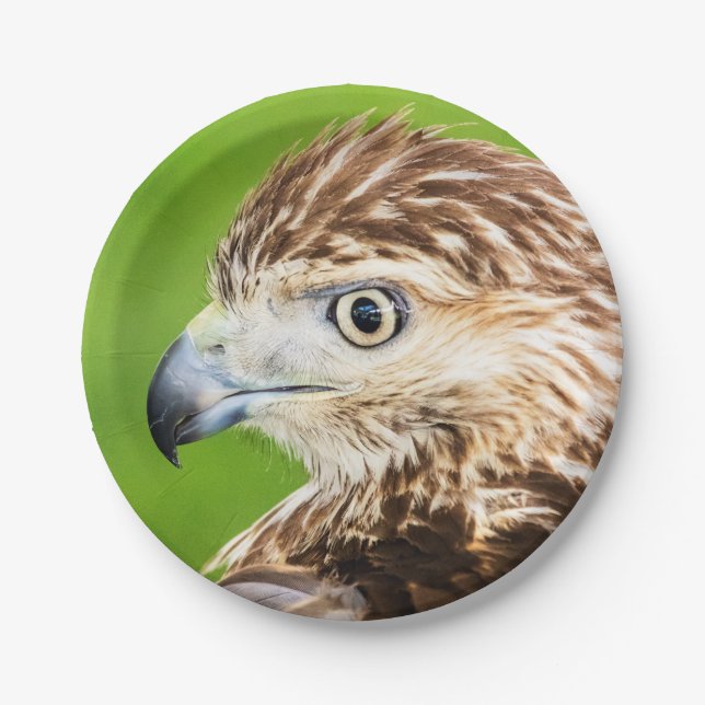 Juvenile Red Tailed Hawk Paper Plate (Front)