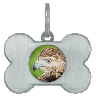 Juvenile Red Tailed Hawk Pet Name Tag