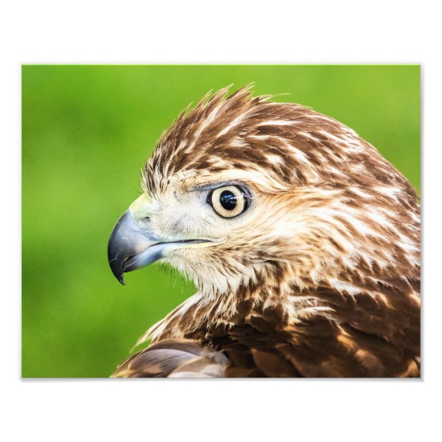 Juvenile Red Tailed Hawk Photo Print (Front)