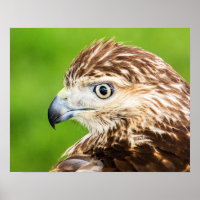 Juvenile Red Tailed Hawk
