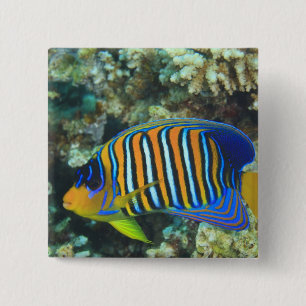 Juvenile Regal Angelfish Pygoplites 2 Inch Square Button