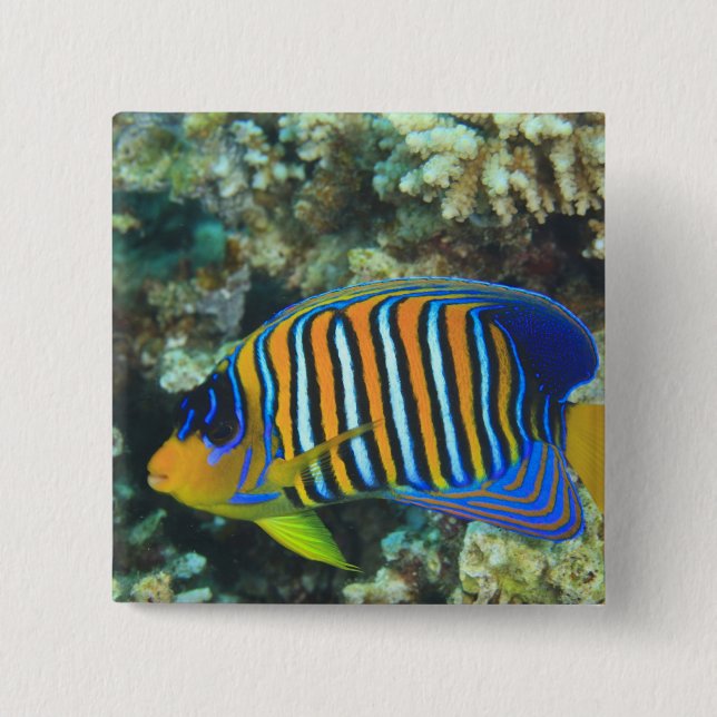 Juvenile Regal Angelfish Pygoplites 2 Inch Square Button (Front)
