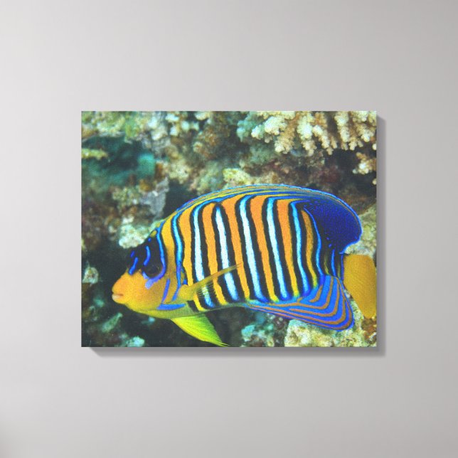 Juvenile Regal Angelfish Pygoplites Canvas Print (Front)