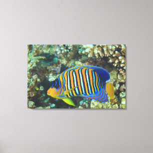 Juvenile Regal Angelfish Pygoplites Canvas Print
