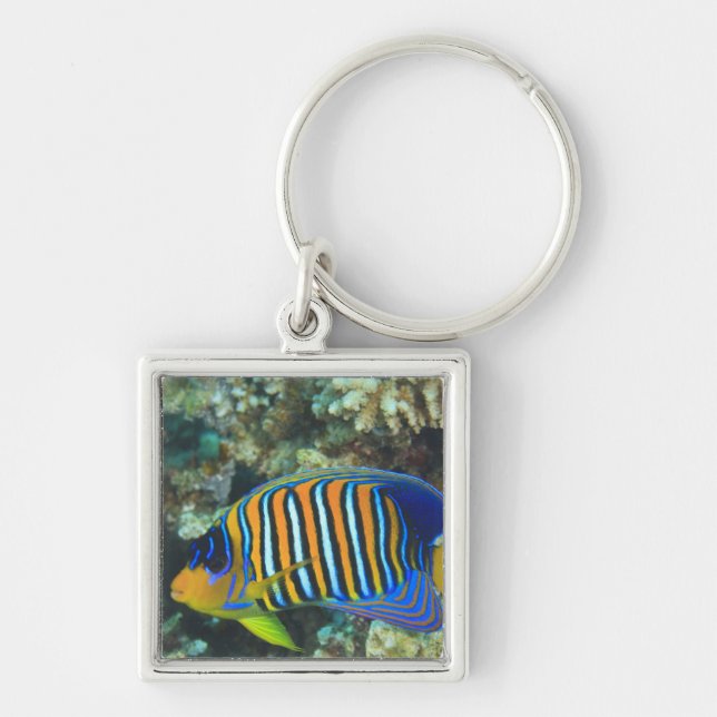 Juvenile Regal Angelfish Pygoplites Keychain (Front)