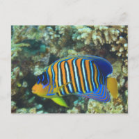 Juvenile Regal Angelfish Pygoplites