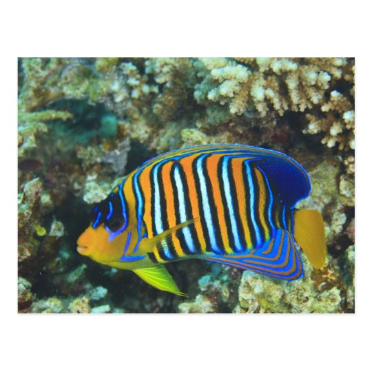 Juvenile Regal Angelfish Pygoplites Postcard