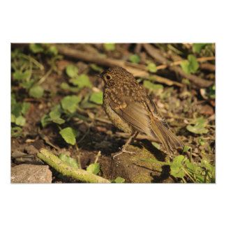 Juvenile Robin Photo Print