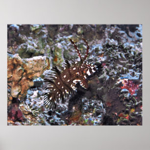 Juvenile Rock Mover Wrasse Poster
