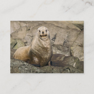 Juvenile Steller Sea Lion - Business Cards