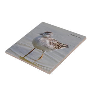Juvenile Wilson's Phalarope Tile