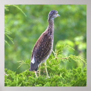 Juvenile Yellow-crowned Night-Heron Poster