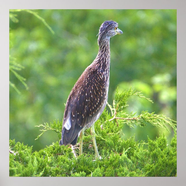 Juvenile Yellow-crowned Night-Heron Poster (Front)