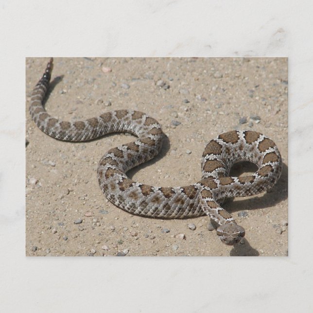 Juvenille Black RattleSnake Postcard (Front)
