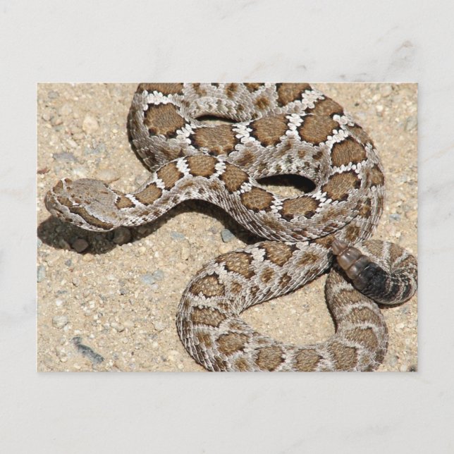 Juvenille Black RattleSnake Postcard (Front)