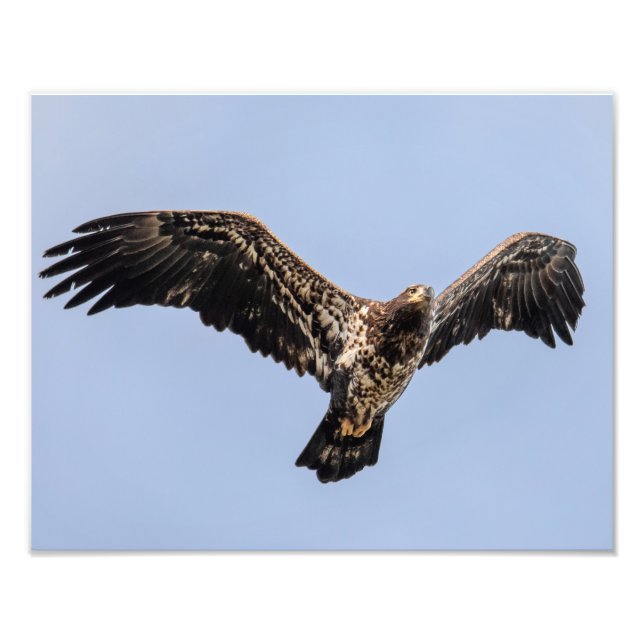 Juvie Eagle Overhead Photo Print (Front)