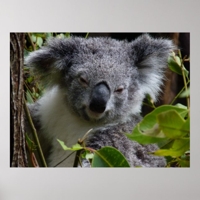 k for koala poster (Front)