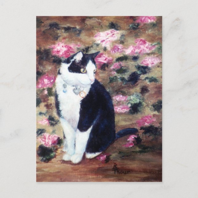 Kaboodles Cat Postcard (Front)