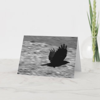 Kachemak Bay Raven Card