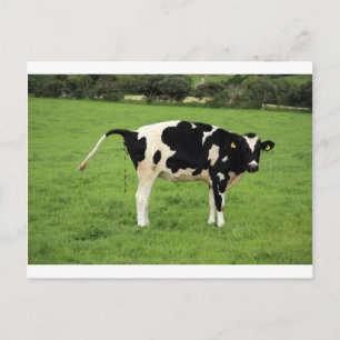 kackende Kuh Postcard