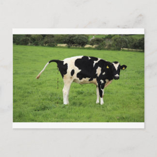 kackende Kuh Postcard