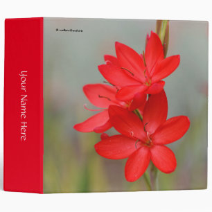 Kaffir Lily / River Lily / Hesperantha Coccinea Binder