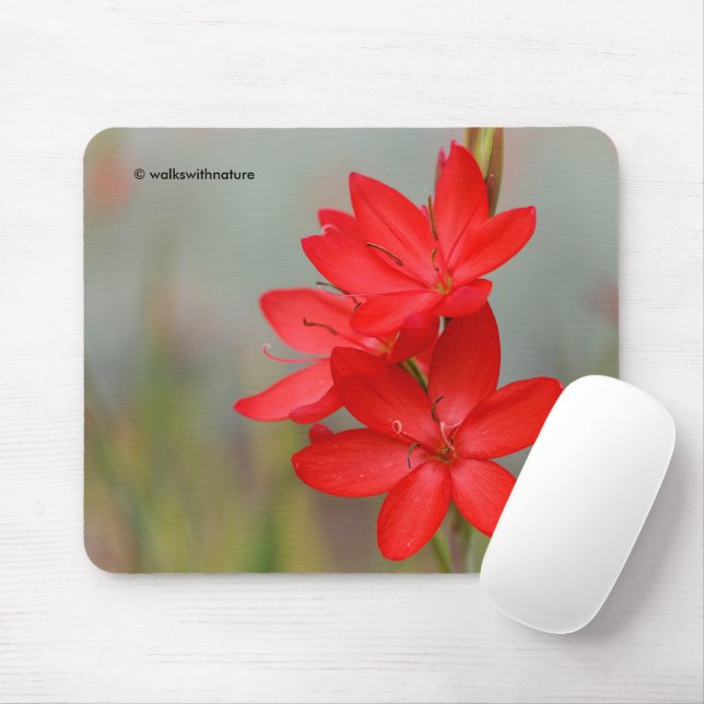 Kaffir Lily / River Lily / Hesperantha Coccinea Mouse Pad (With Mouse)