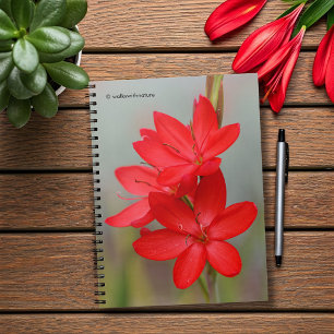 Kaffir Lily / River Lily / Hesperantha Coccinea Notebook