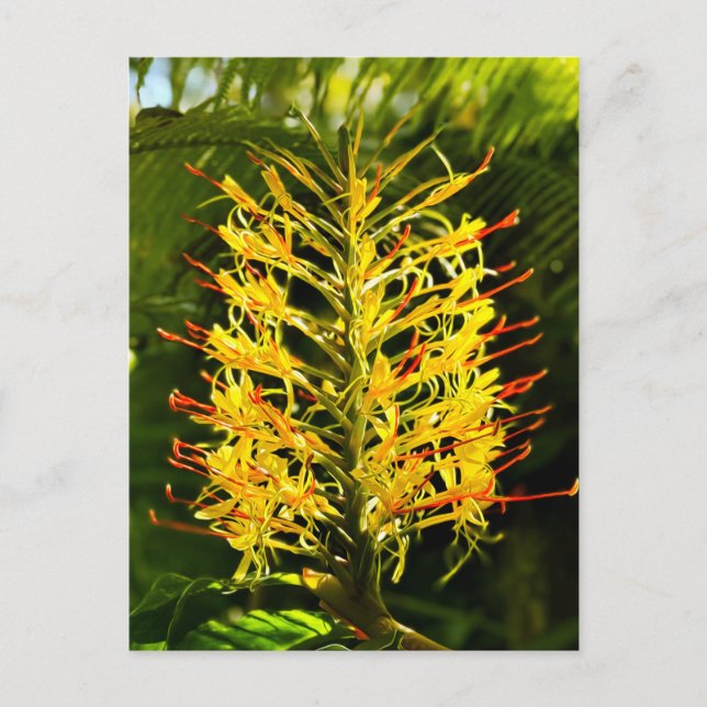 Kahili Ginger Postcard (Front)