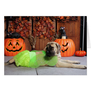 Kahlua - mastiff anglais - Phiathep