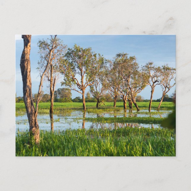 Kakadu billabong Northern Territory Australia Postcard (Front)
