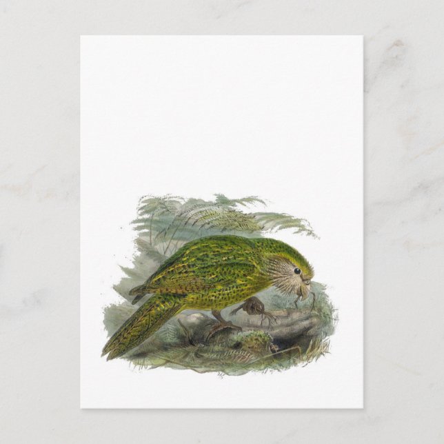 Kakapo Green Owl Parrot, Rare Bird Illustration Postcard (Front)