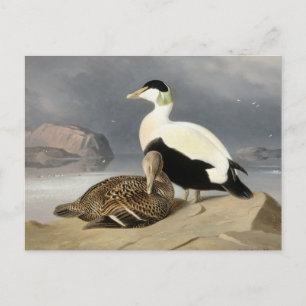 Kaksi Haahkaa by Ferdinand von Wright Postcard