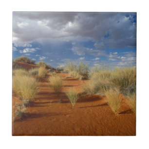 Kalahari Desert Scene, Kgalagadi Transfrontier 2 Tile