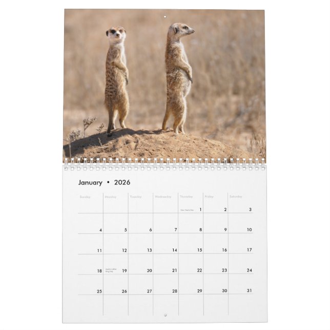 Kalahari ! Mammifères de calendrier de Kgalagadi (Jan 2026)